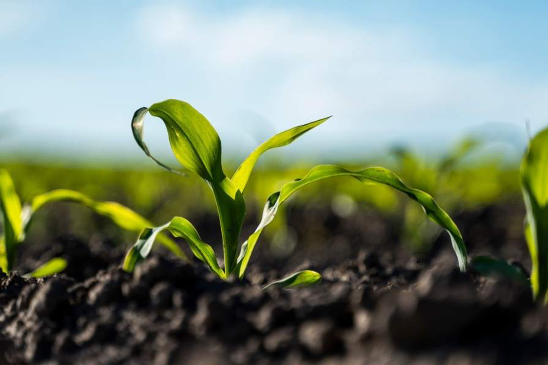 Molapo Eco Farm - Call to Action