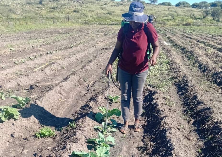 Agricultural Development